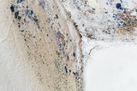 Best Environmental Consulting for Mold Prevention  in Pawtucket, RI